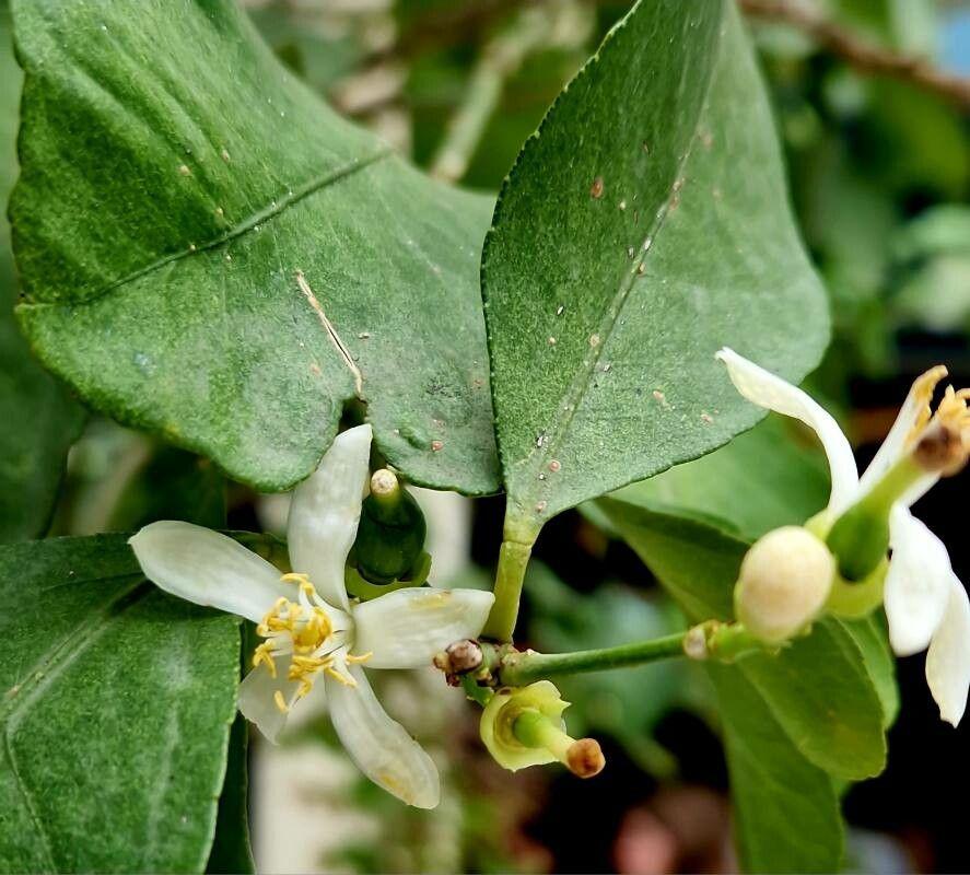 Citrus aurantiifolia