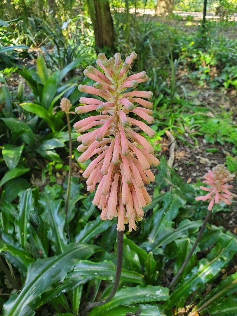 Veltheimia bracteata