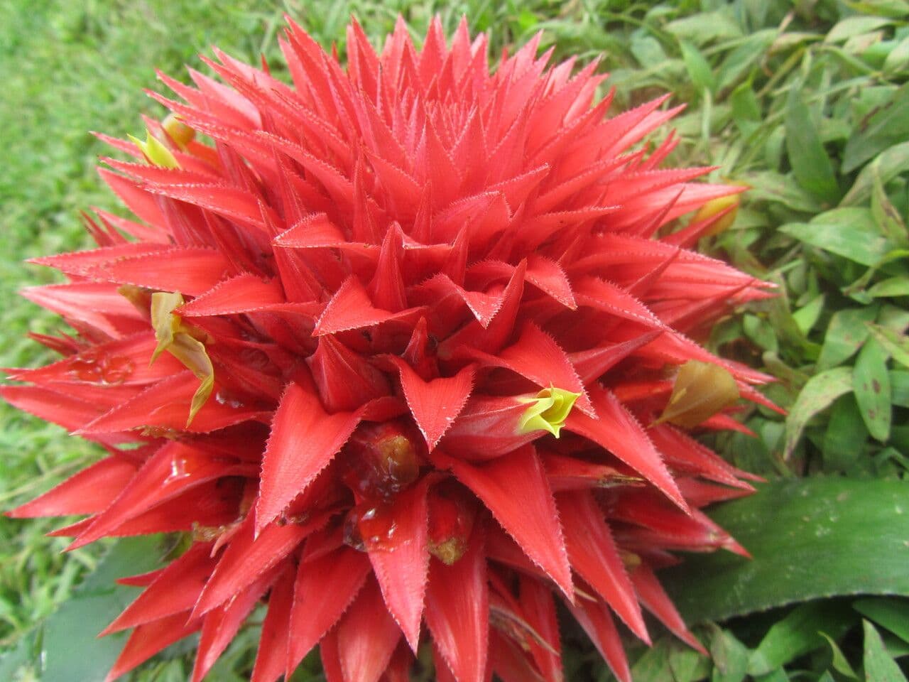 Aechmea magdalenae