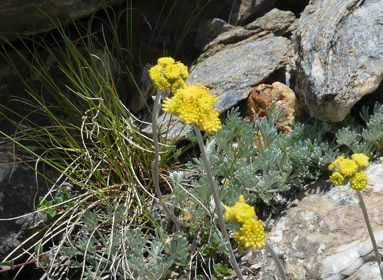 Artemisia glacialis