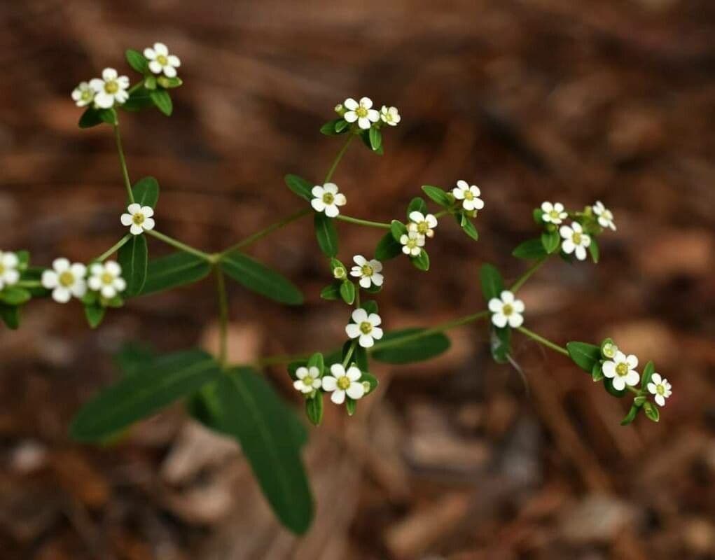 Euphorbia corollata