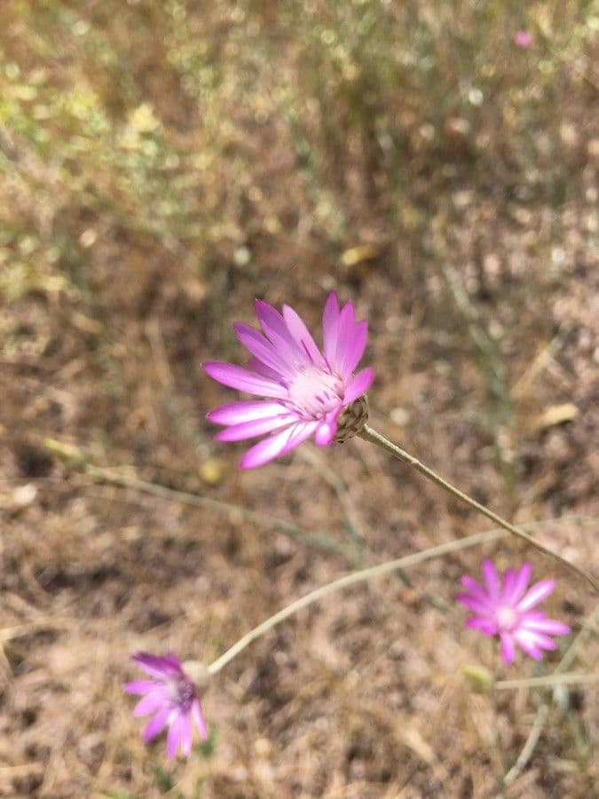 Xeranthemum annuum