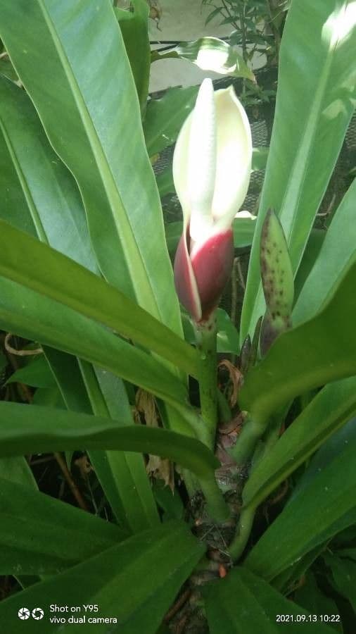 Philodendron wendlandii