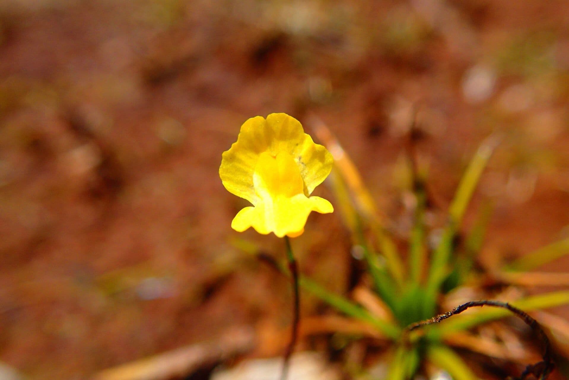 Utricularia gibba