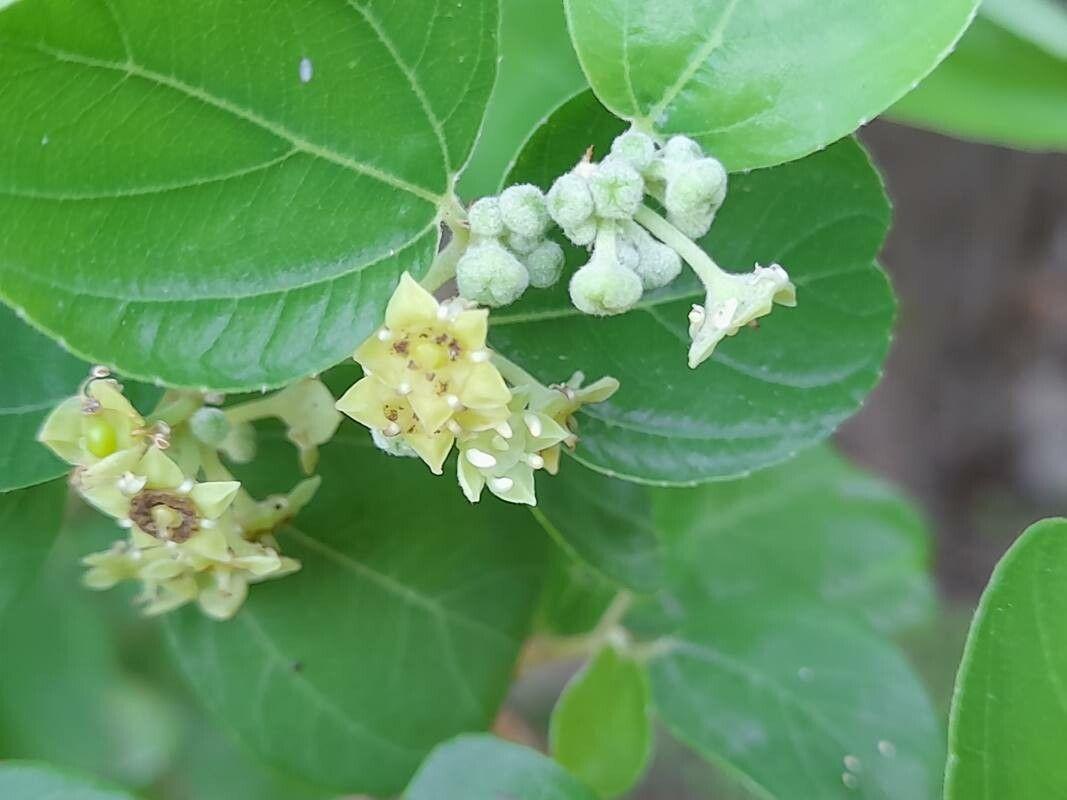 Ziziphus spina-christi