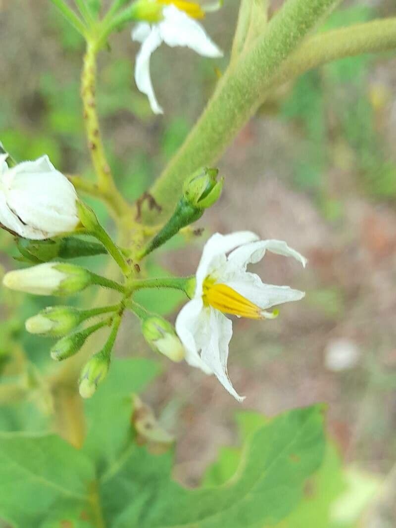 Solanum torvum