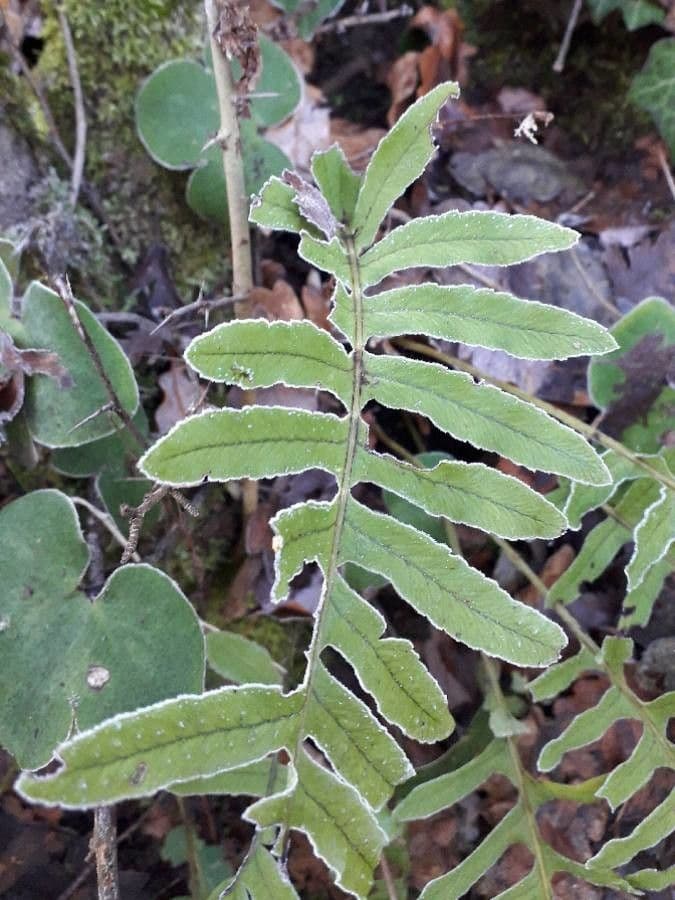 Polypodium cambricum