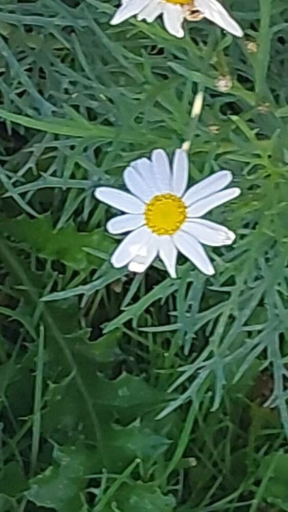 Argyranthemum foeniculaceum