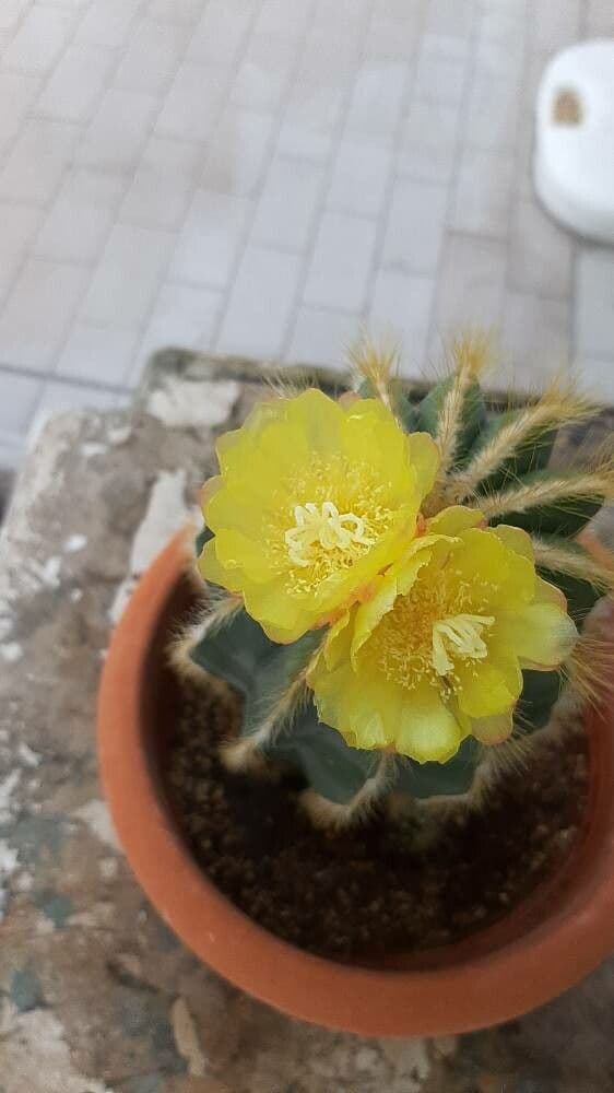 Parodia magnifica