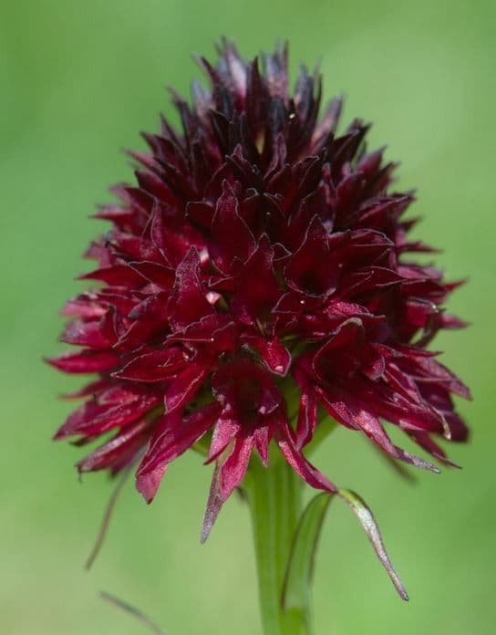 Gymnadenia nigra