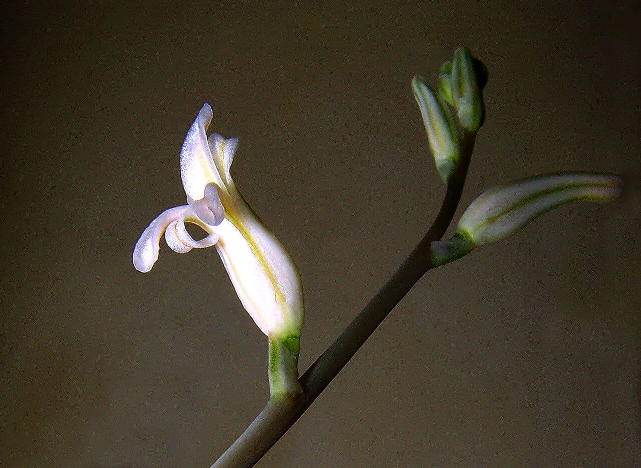 Haworthia cooperi