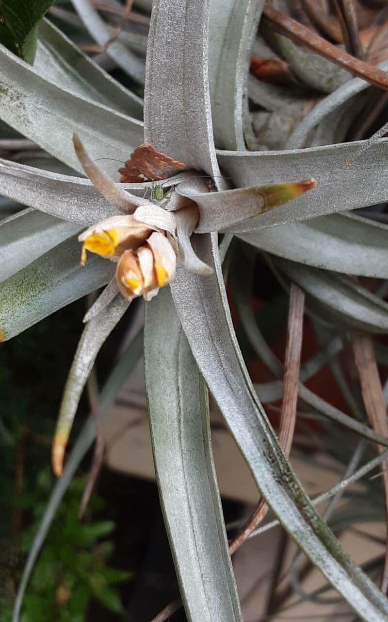 Tillandsia pohliana