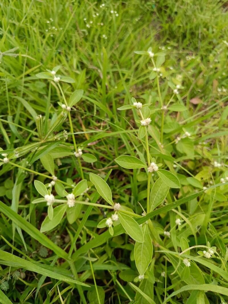 Alternanthera sessilis