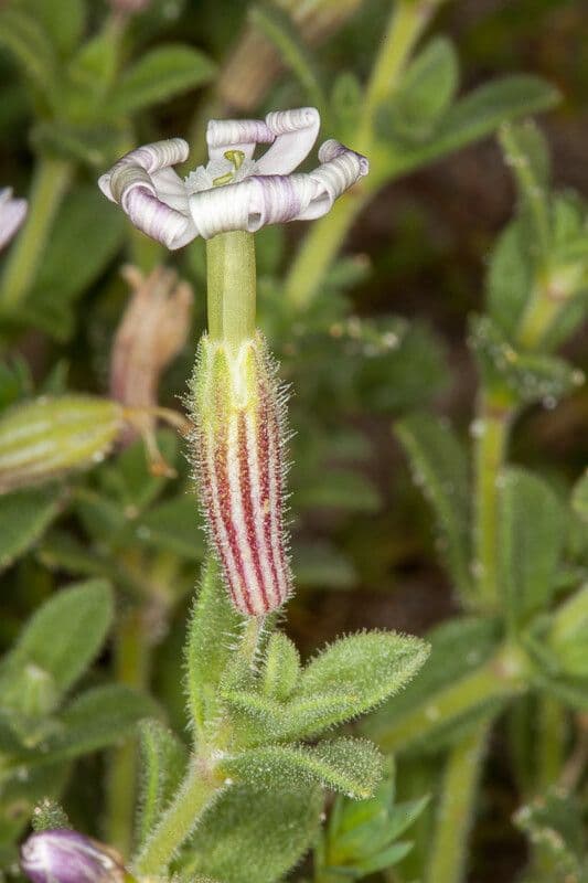 Silene succulenta