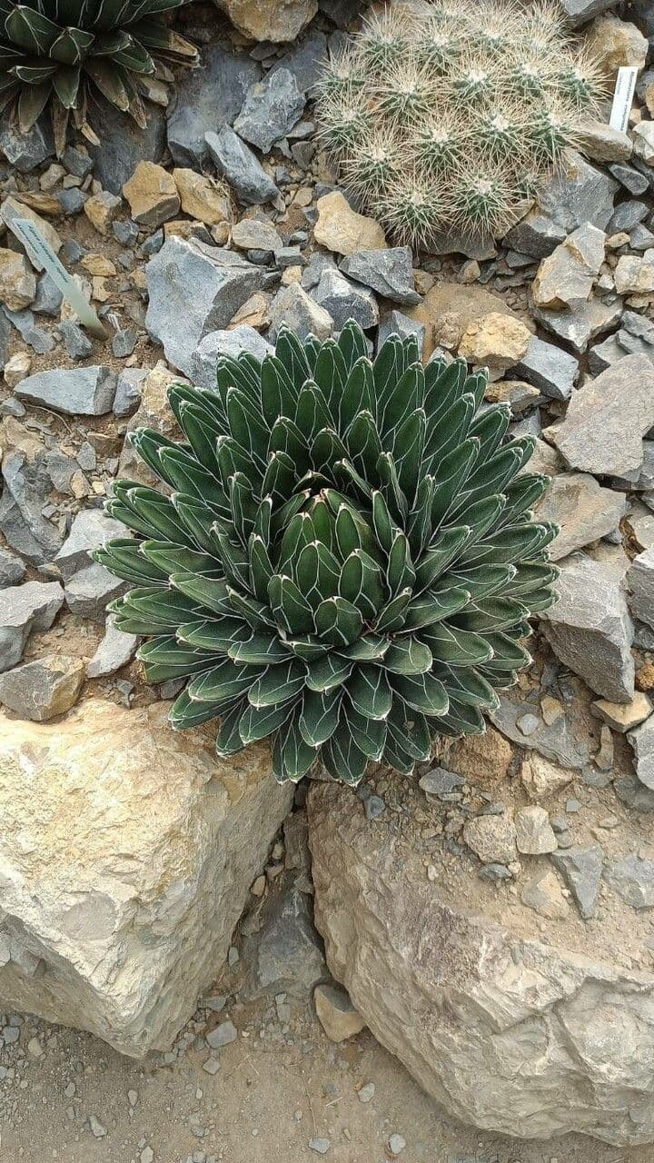 Agave victoriae-reginae