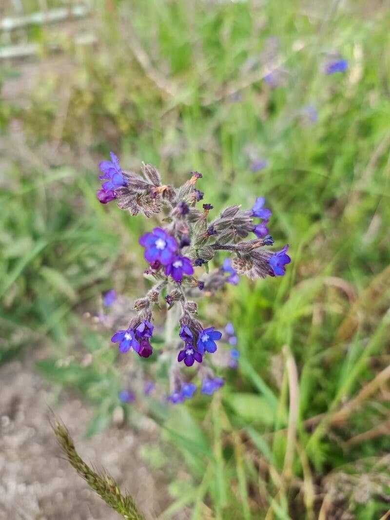 Anchusa officinalis