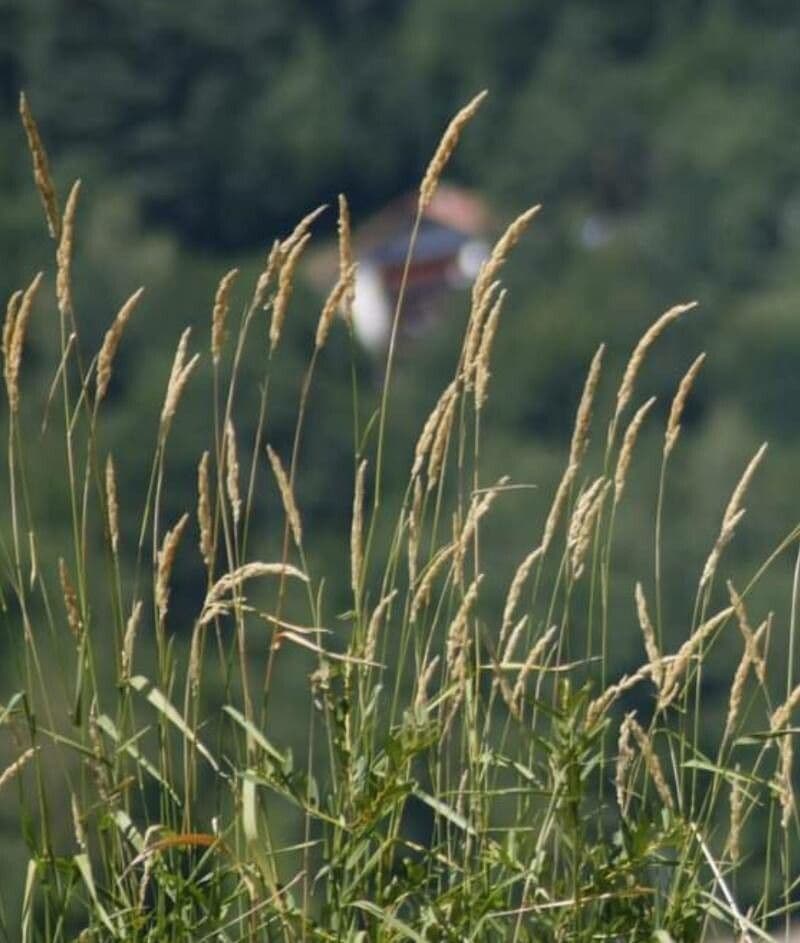 Phalaris arundinacea