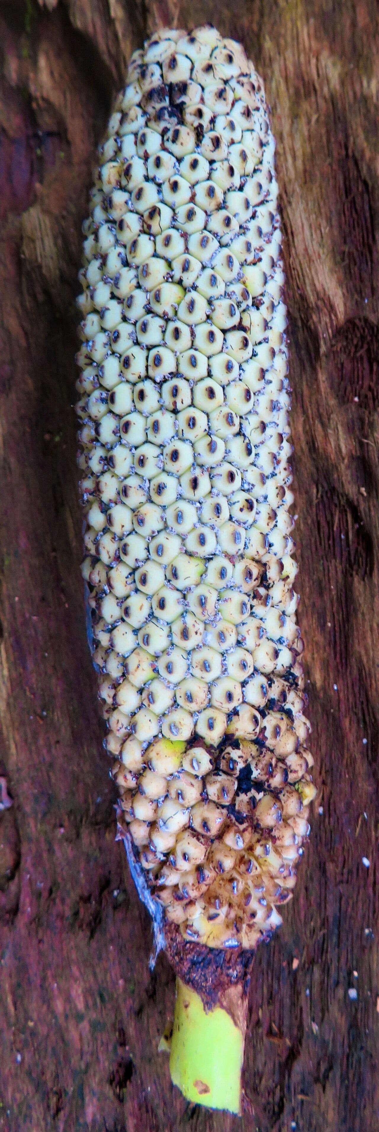 Monstera lechleriana