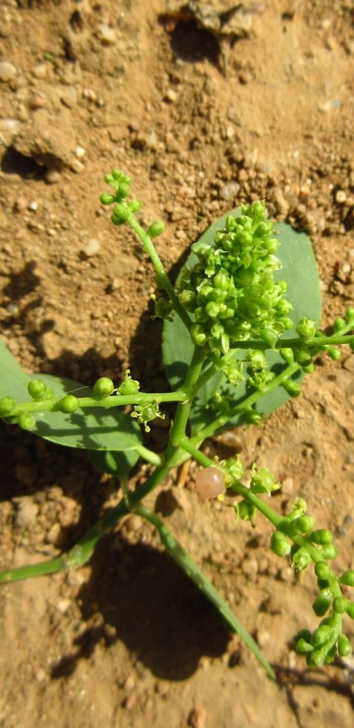 Salvadora persica