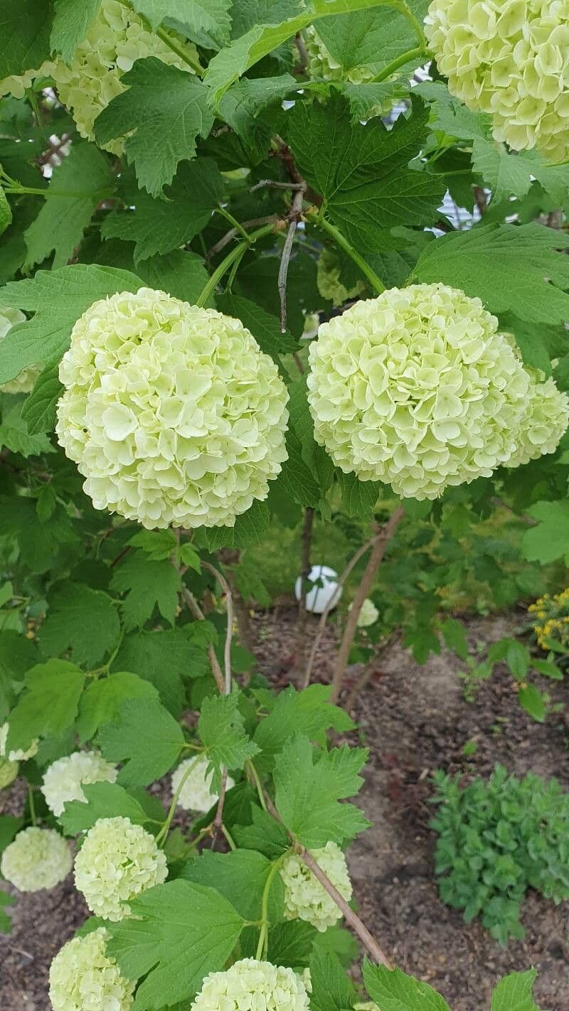 Viburnum macrocephalum