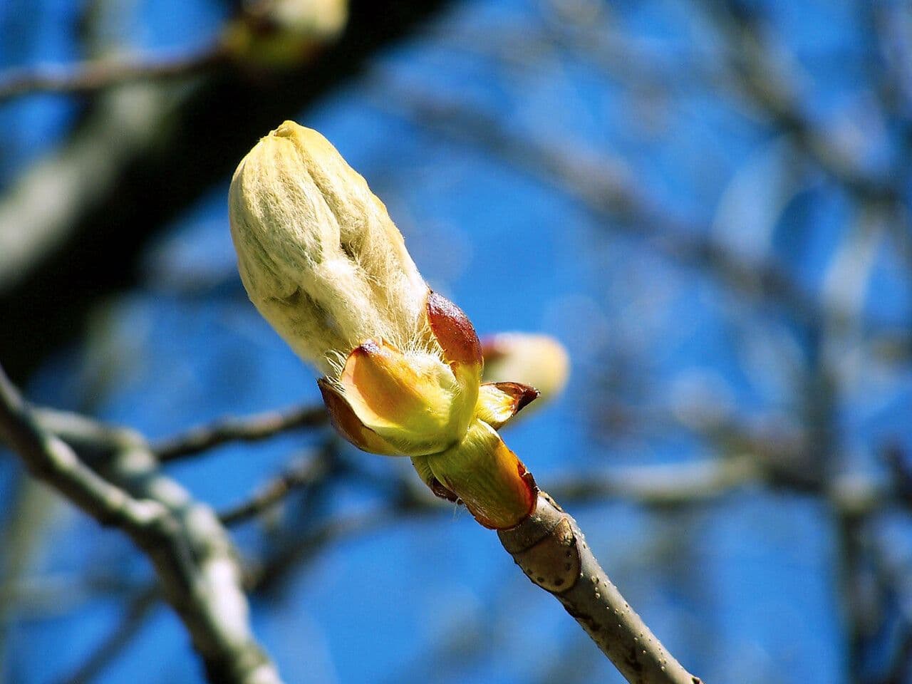 Aesculus hippocastanum