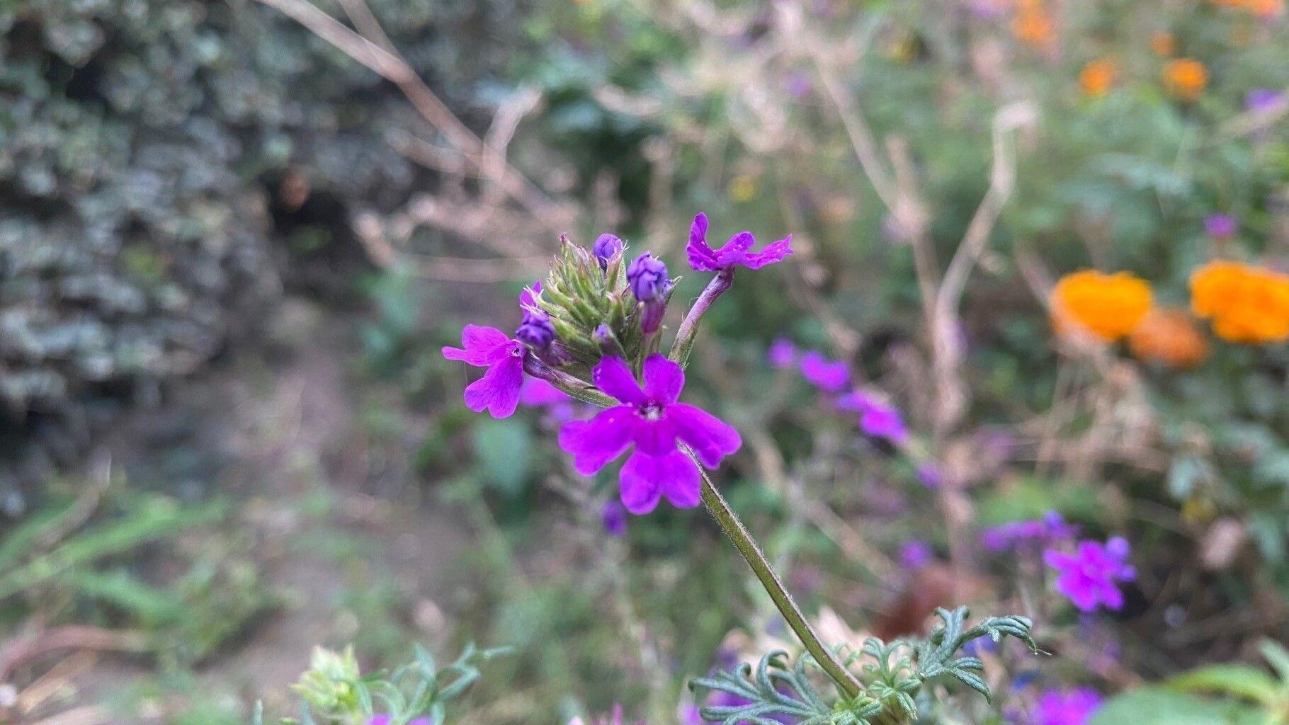 Verbena tenera