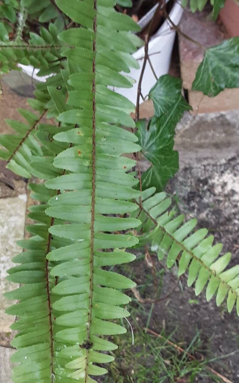 Nephrolepis cordifolia