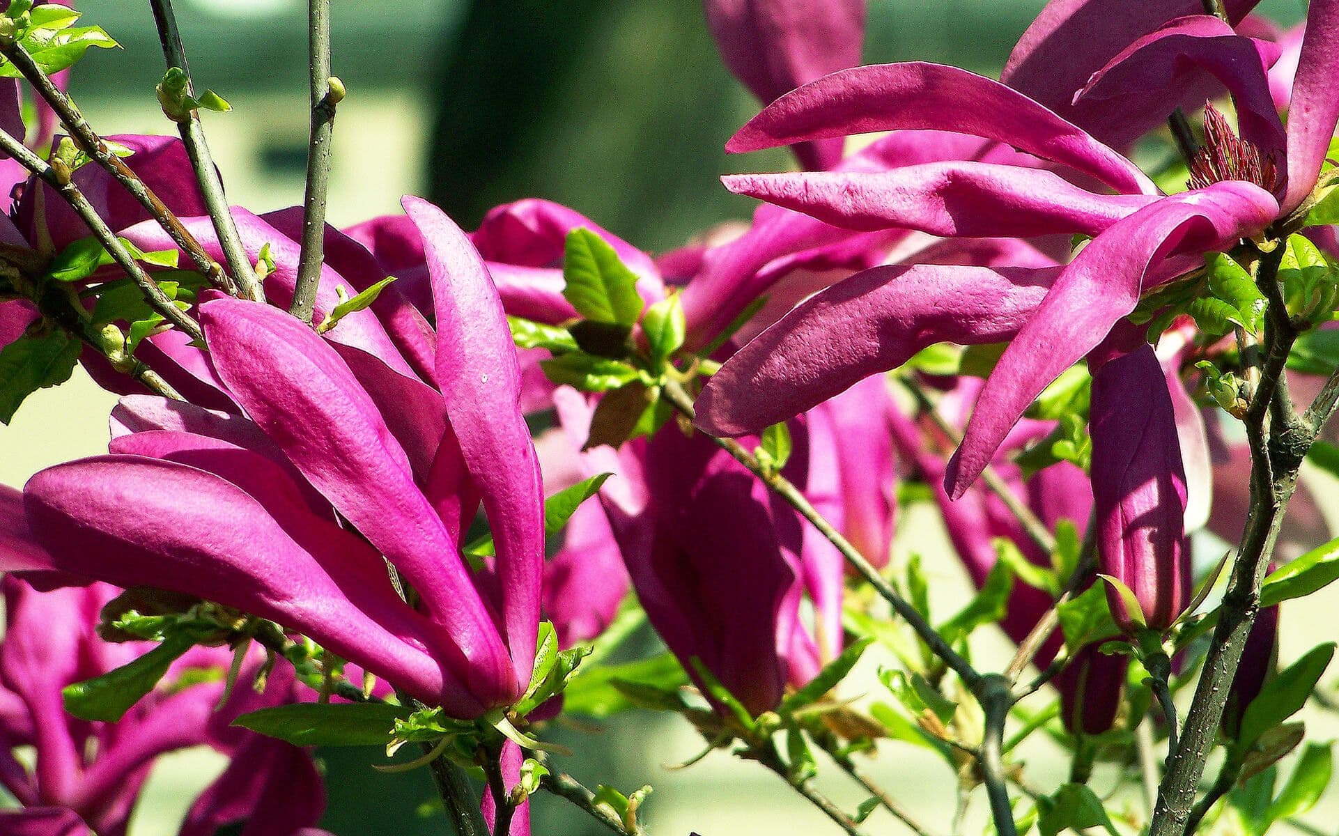 Magnolia liliiflora