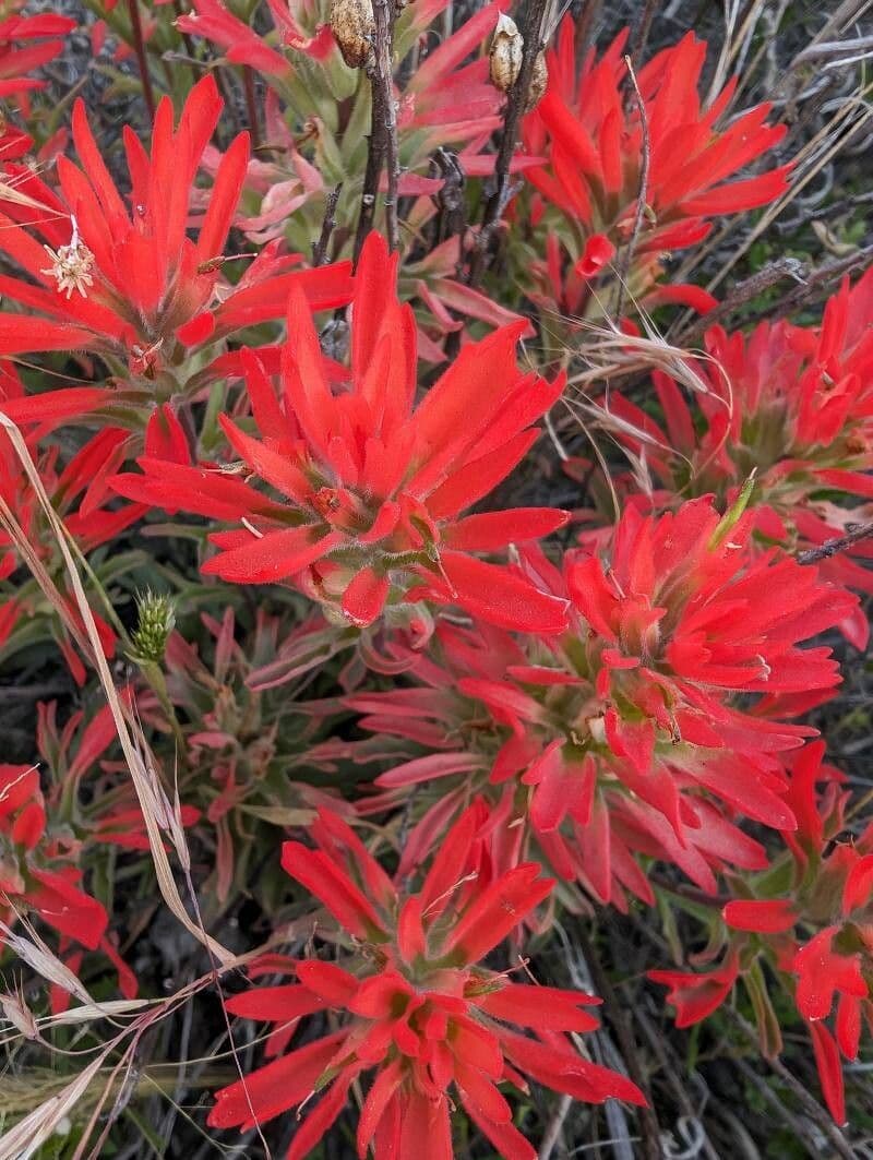Castilleja applegatei