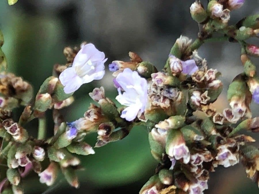 Limonium binervosum