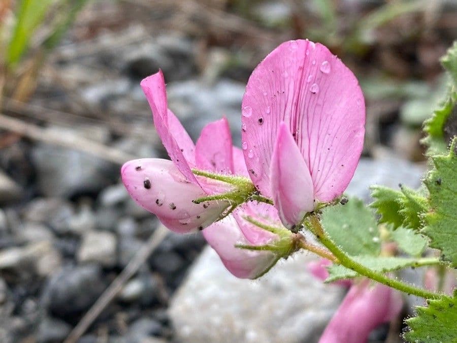 Ononis rotundifolia