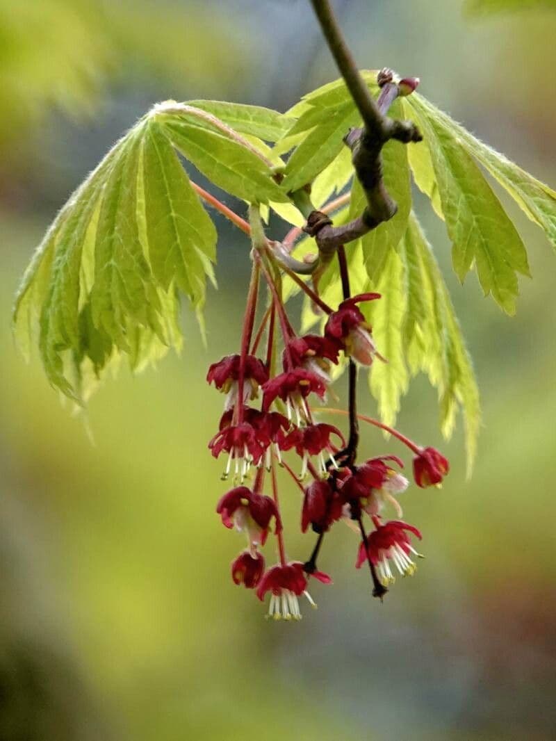 Acer japonicum