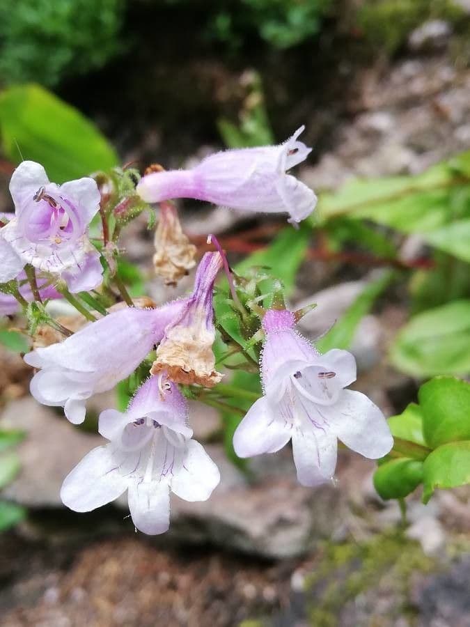 Penstemon palmeri
