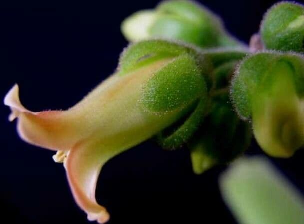 Cotyledon tomentosa