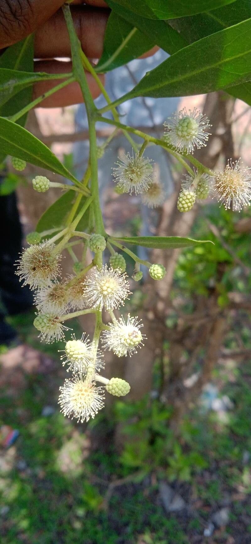 Conocarpus erectus