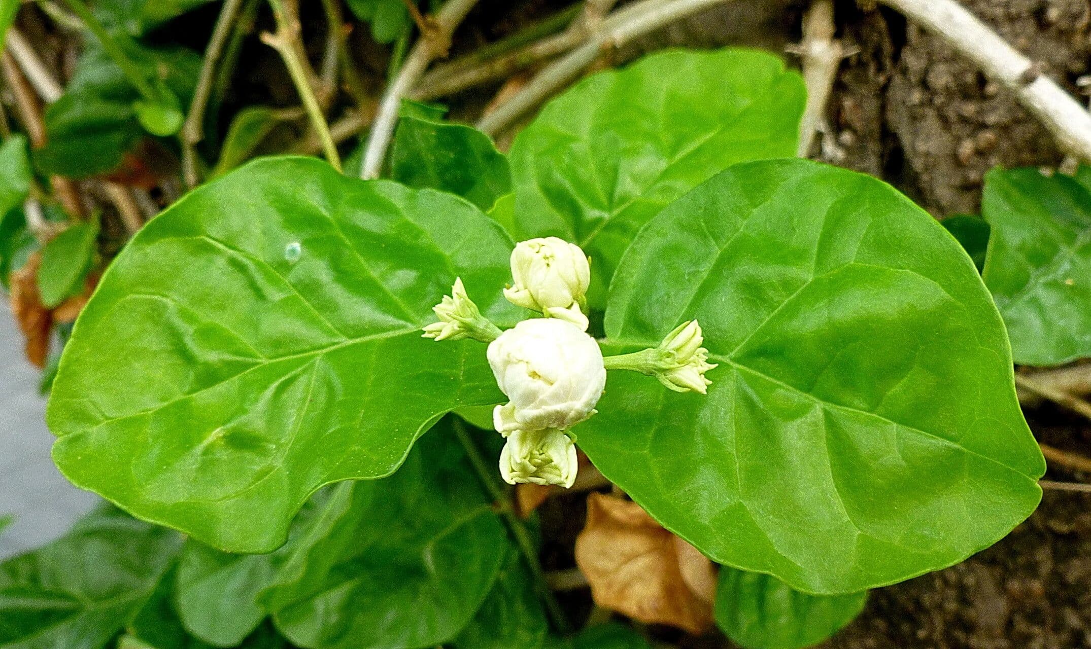 Jasminum sambac