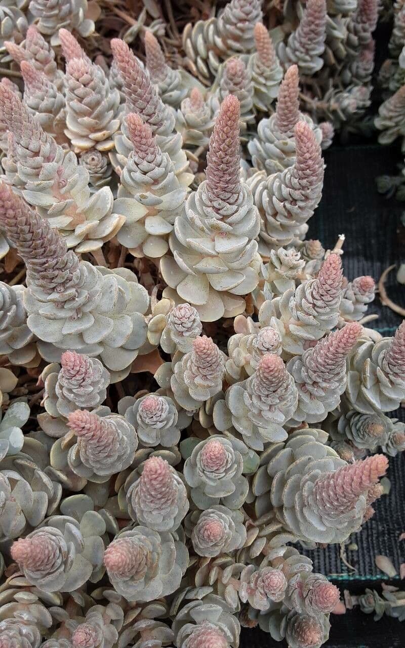 Orostachys malacophylla