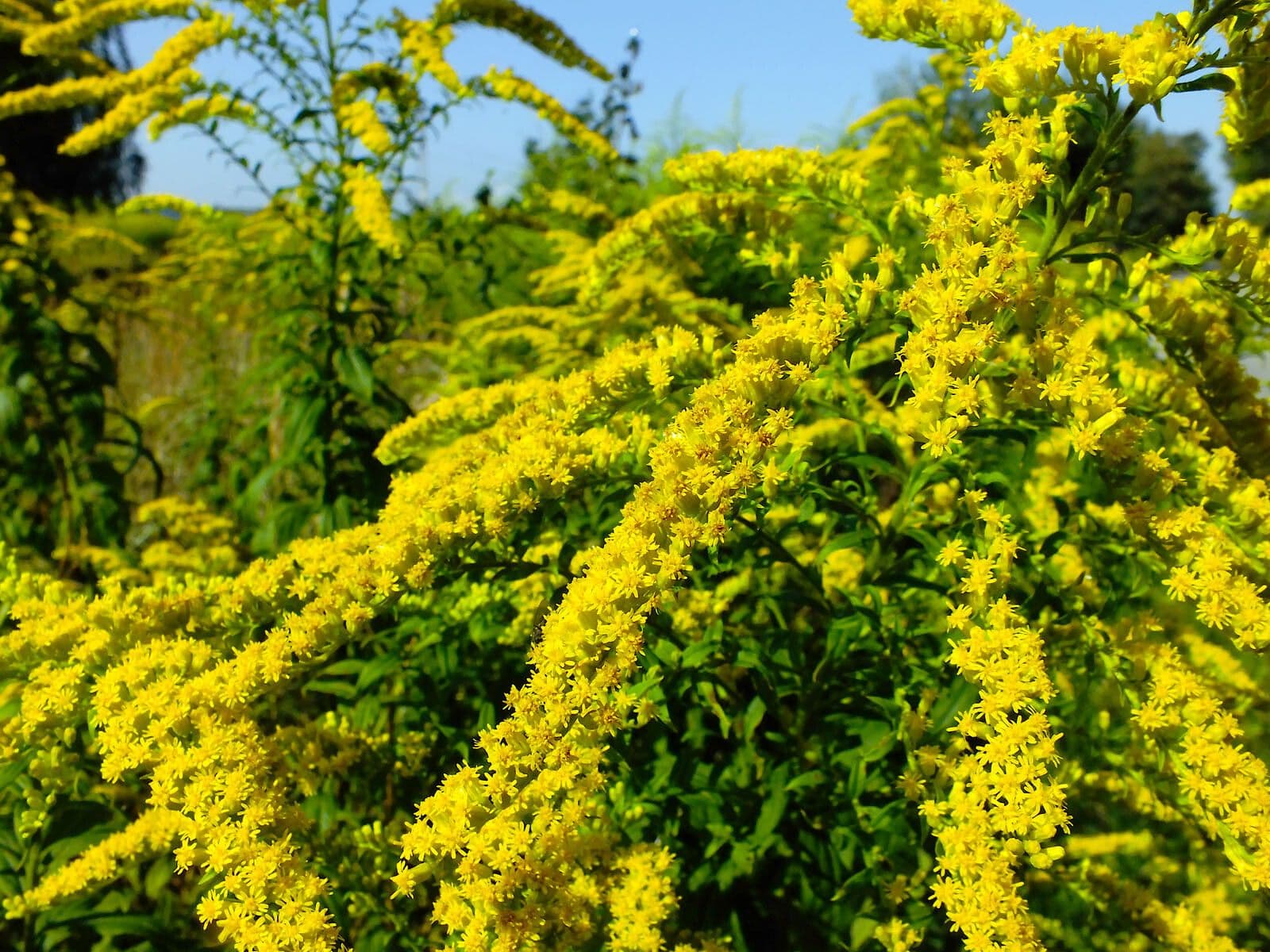 Solidago canadensis