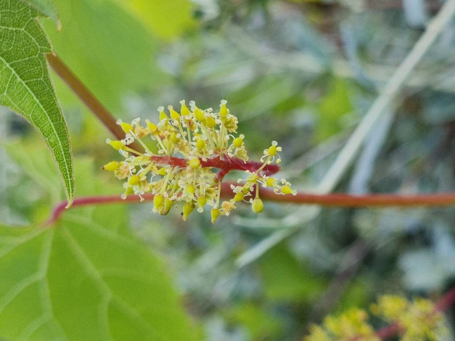 Vitis riparia