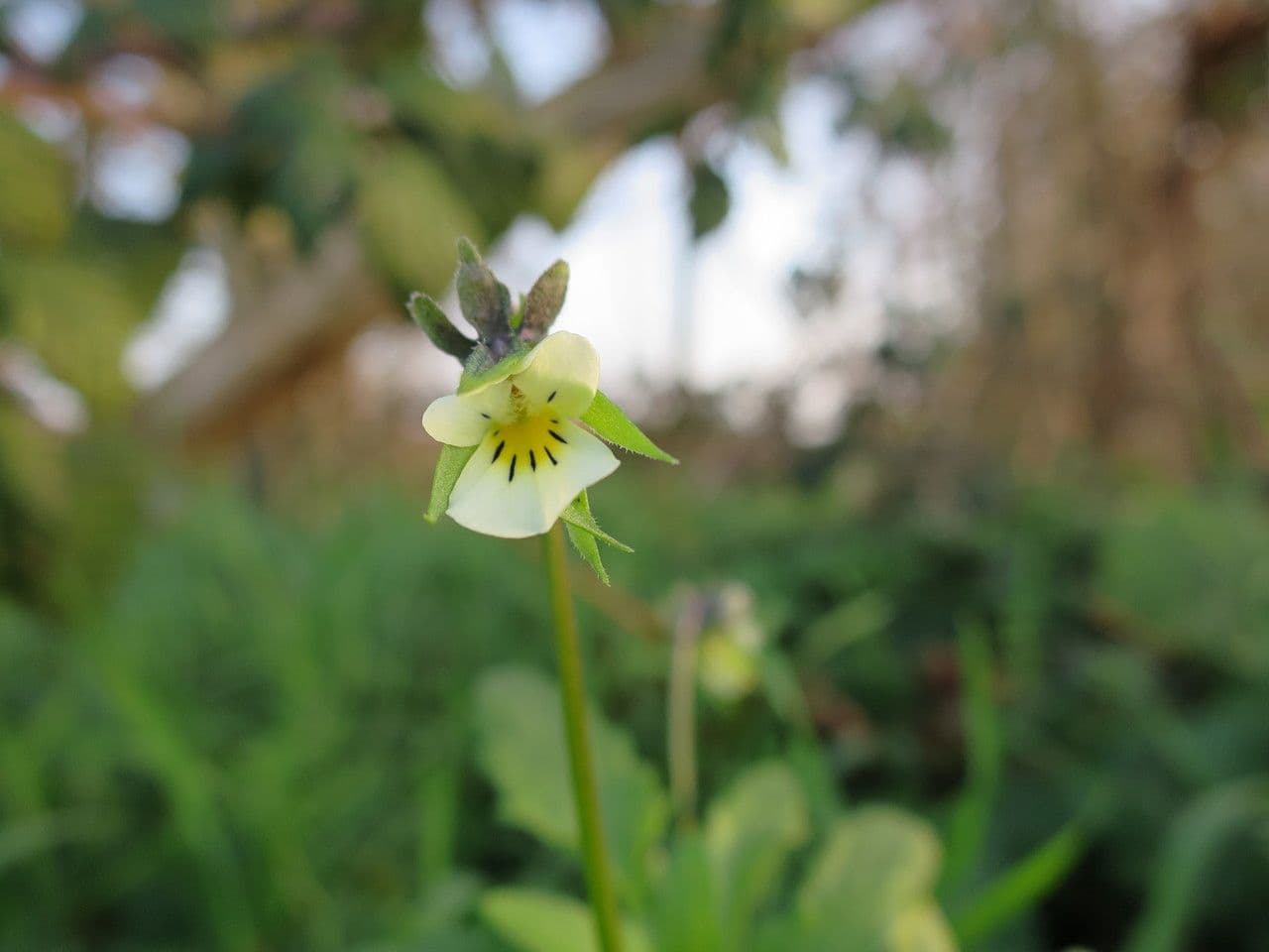 Viola arvensis