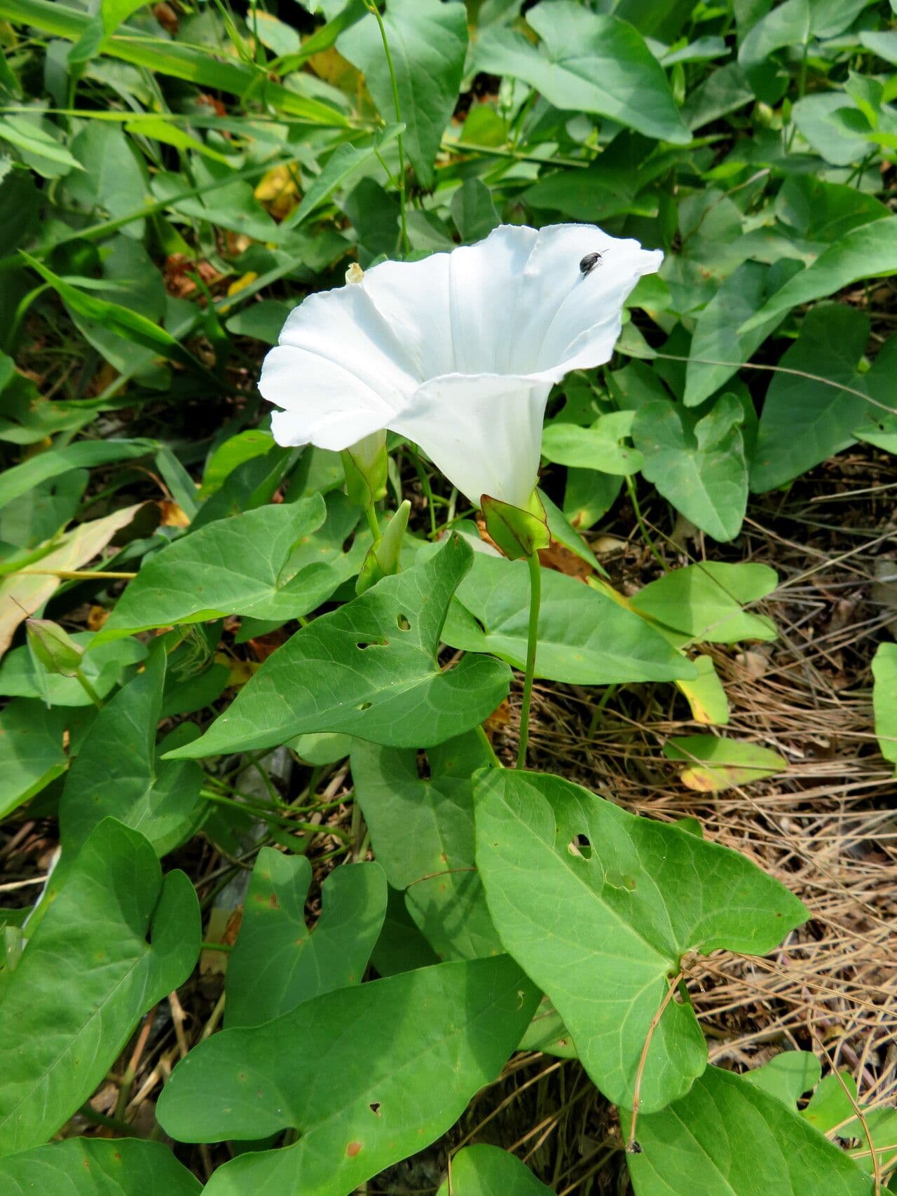 Calystegia silvatica