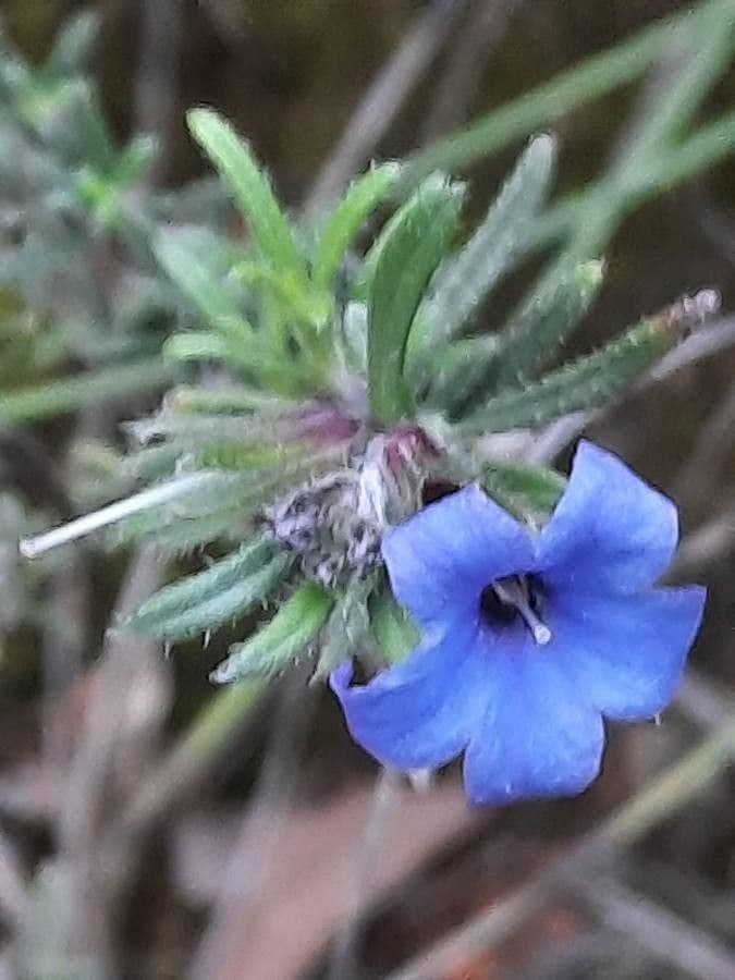 Lithodora fruticosa