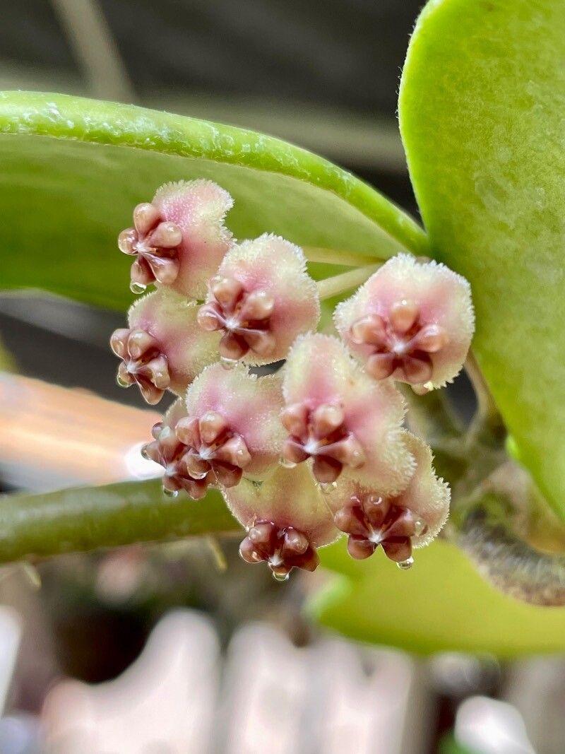 Hoya kerrii