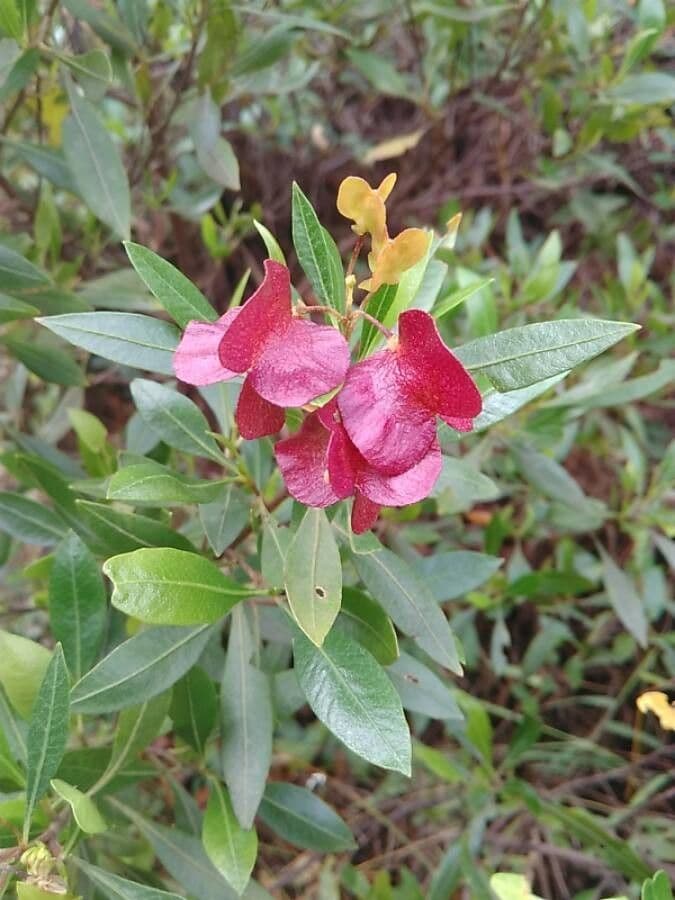 Dodonaea viscosa