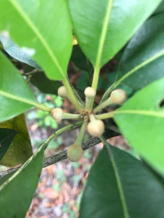 Manilkara concolor