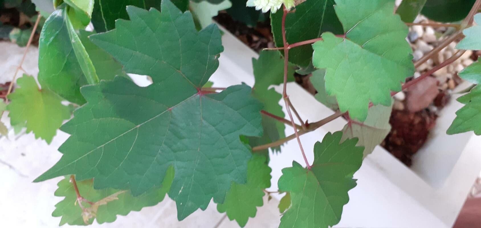 Vitis aestivalis