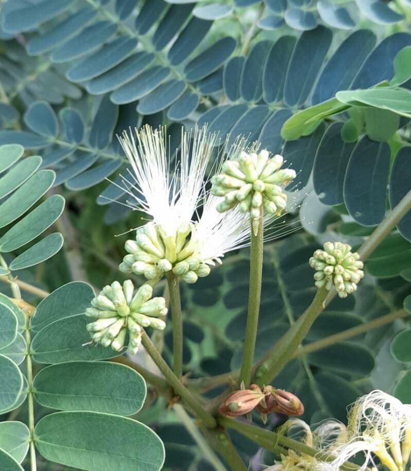 Albizia lebbeck