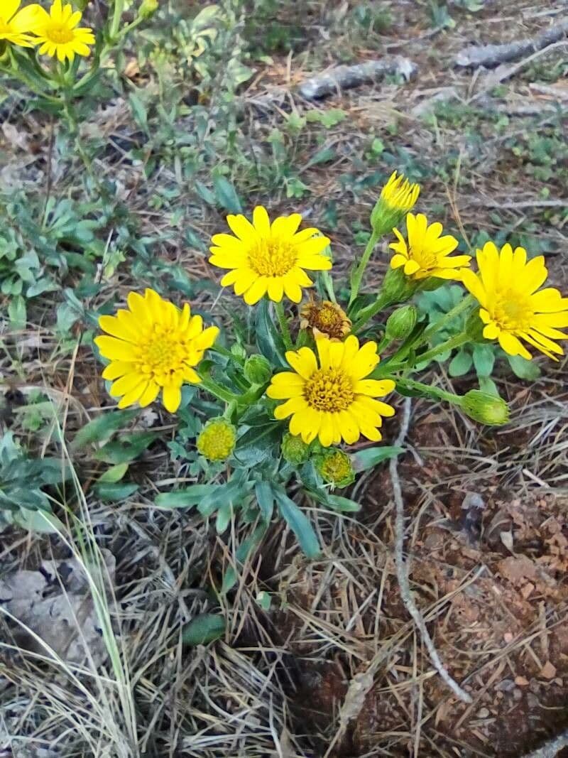 Chrysopsis mariana