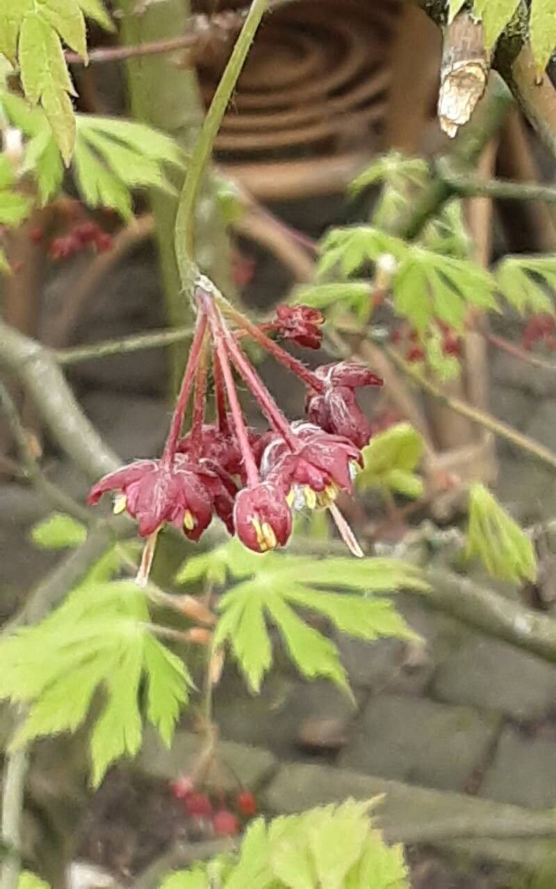 Acer japonicum