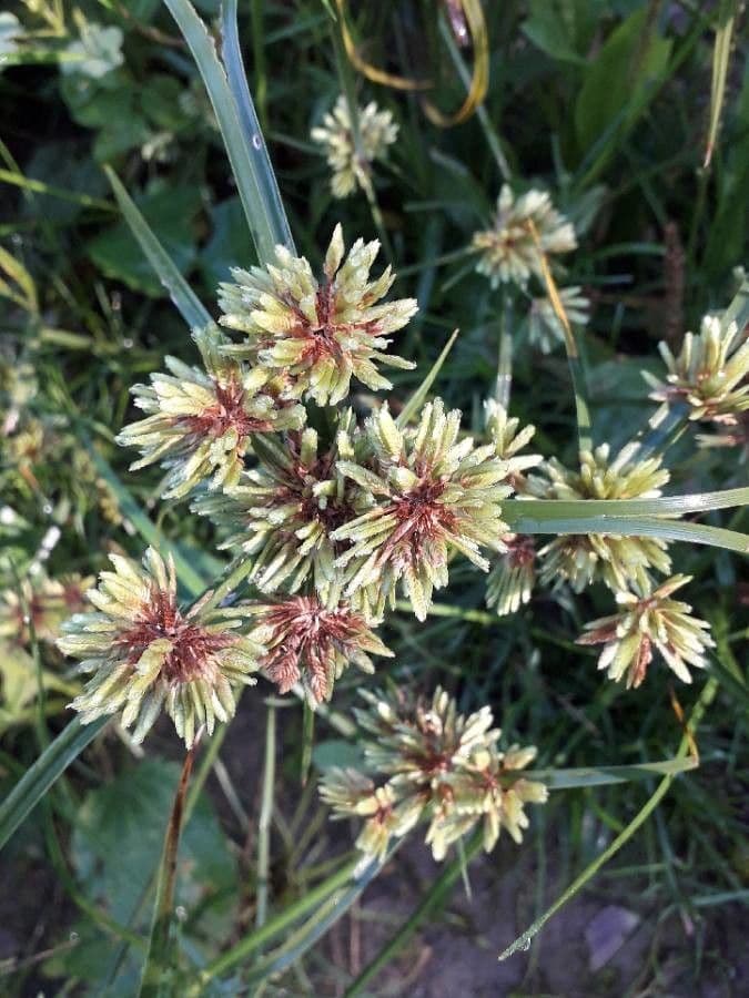 Cyperus eragrostis